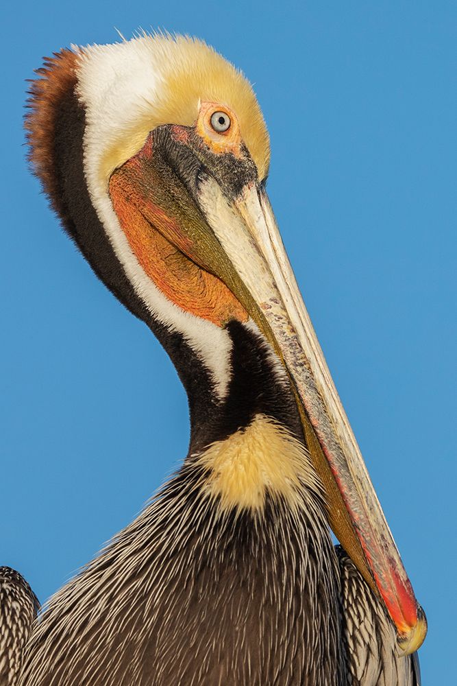 Brown pelican art print by Ken Archer for $57.95 CAD