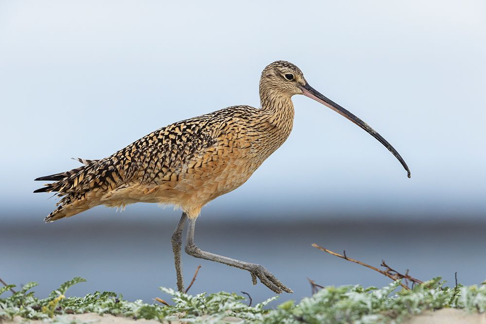 Long-billed curlews at the beach art print by Ken Archer for $57.95 CAD
