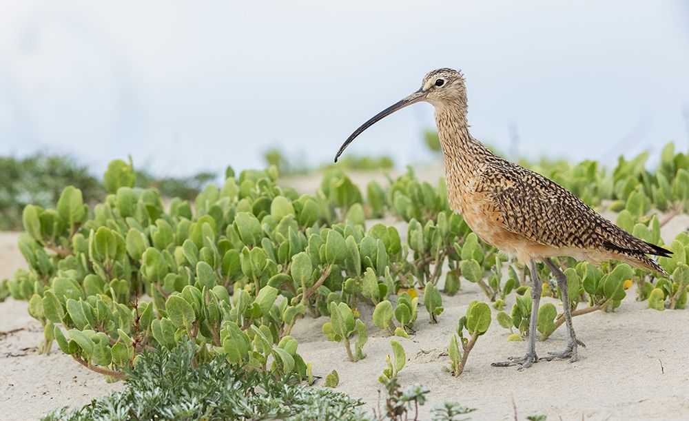 Long-billed curlew at the beach art print by Ken Archer for $57.95 CAD