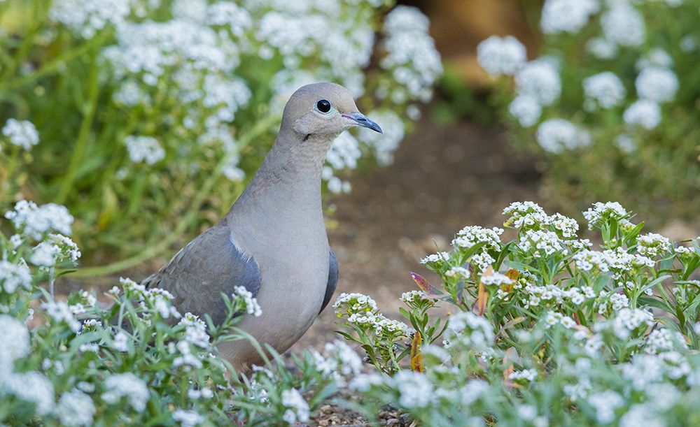 Mourning dove art print by Ken Archer for $57.95 CAD
