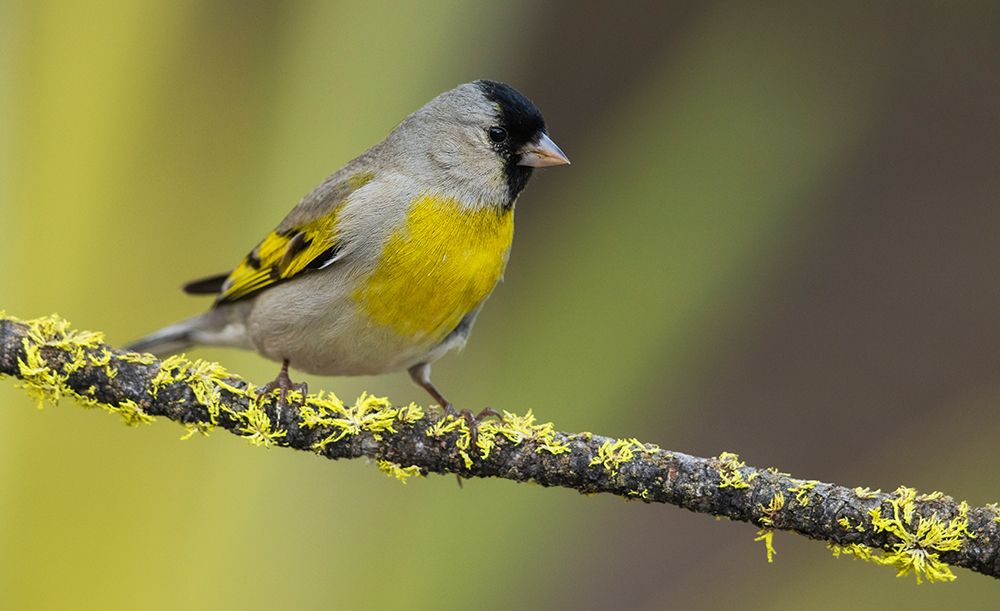 Lawrences goldfinch art print by Ken Archer for $57.95 CAD