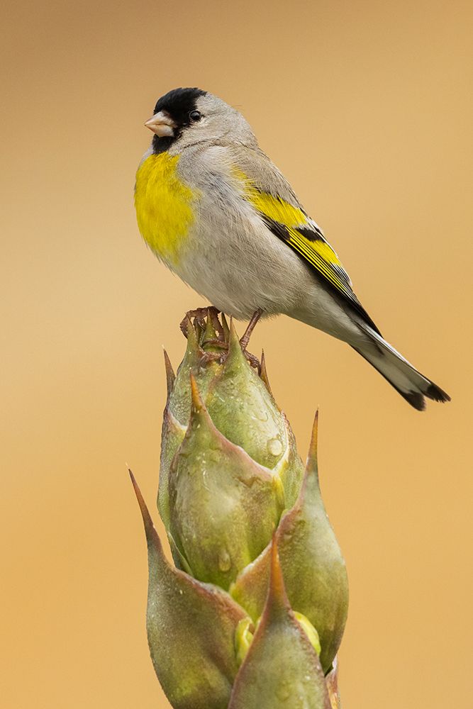 Lawrences goldfinch art print by Ken Archer for $57.95 CAD