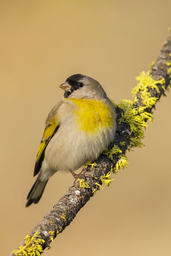 Lawrences goldfinch art print by Ken Archer for $57.95 CAD
