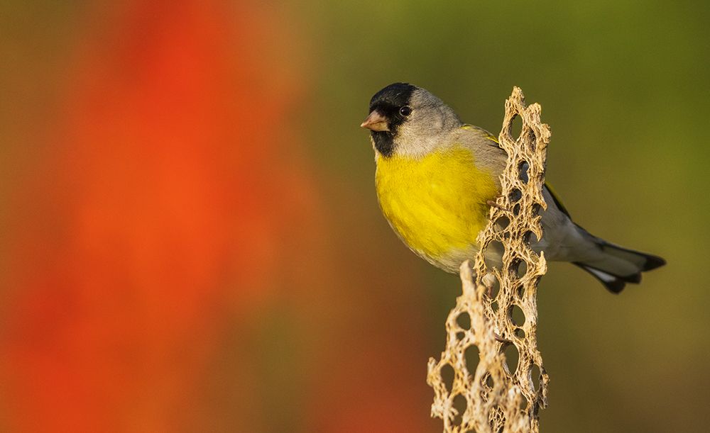 Lawrences goldfinch art print by Ken Archer for $57.95 CAD