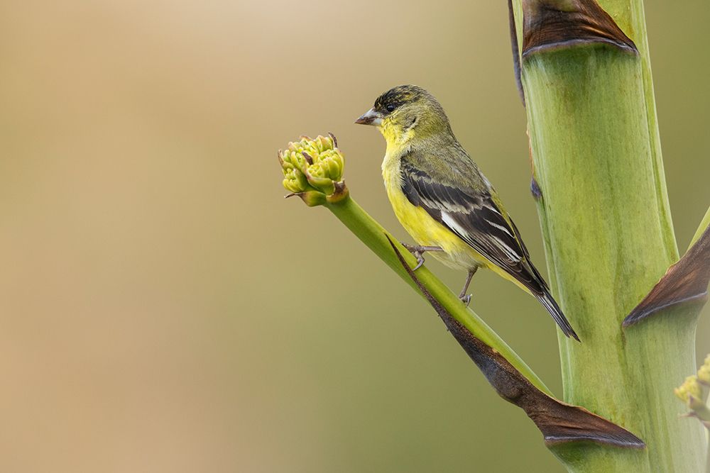 Lesser goldfinch art print by Ken Archer for $57.95 CAD