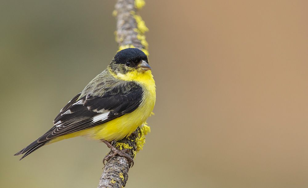 Lesser goldfinch art print by Ken Archer for $57.95 CAD
