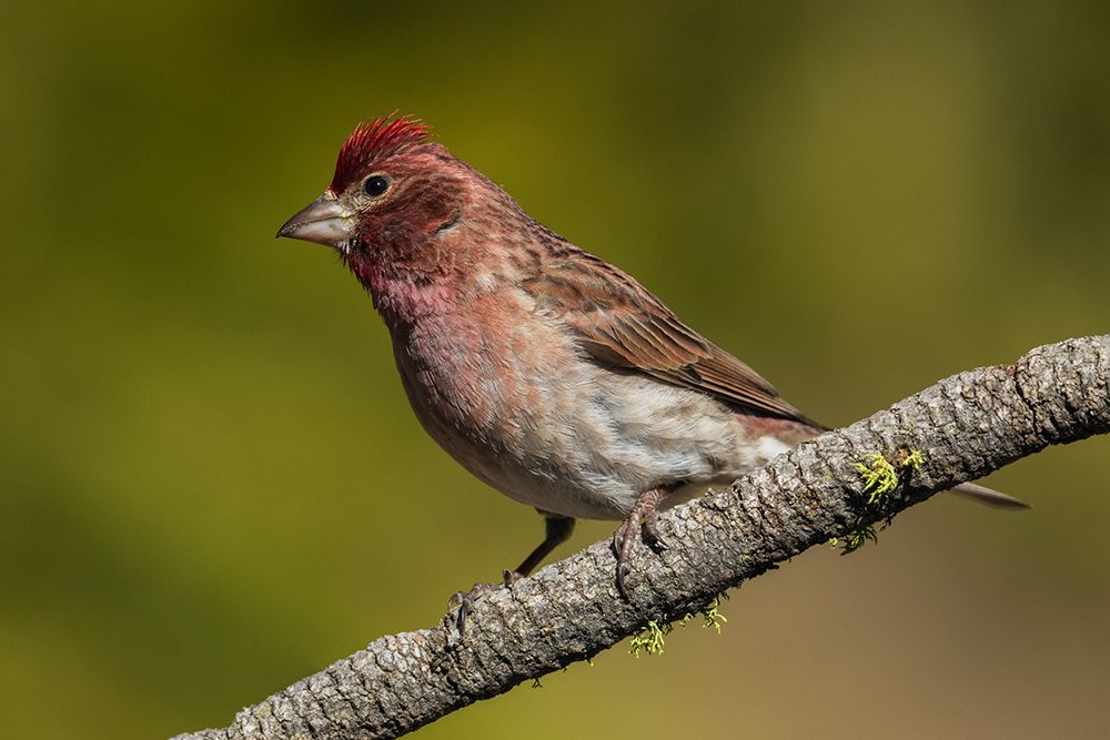 Purple finch art print by Ken Archer for $57.95 CAD