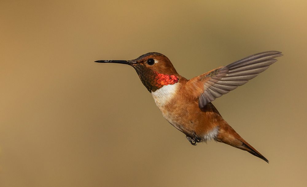 Male Rufous hummingbird art print by Ken Archer for $57.95 CAD