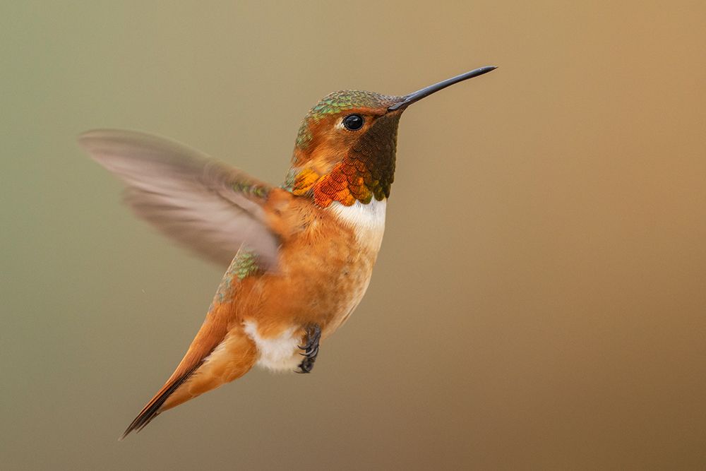 Male Rufous hummingbird art print by Ken Archer for $57.95 CAD
