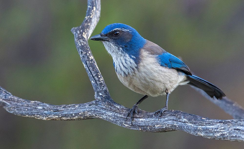 California scrub jay art print by Ken Archer for $57.95 CAD