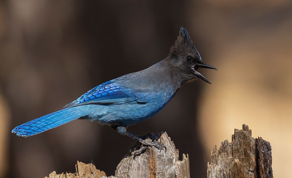 Stellers jay art print by Ken Archer for $57.95 CAD