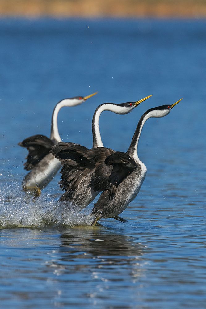 Western grebes rushing art print by Ken Archer for $57.95 CAD