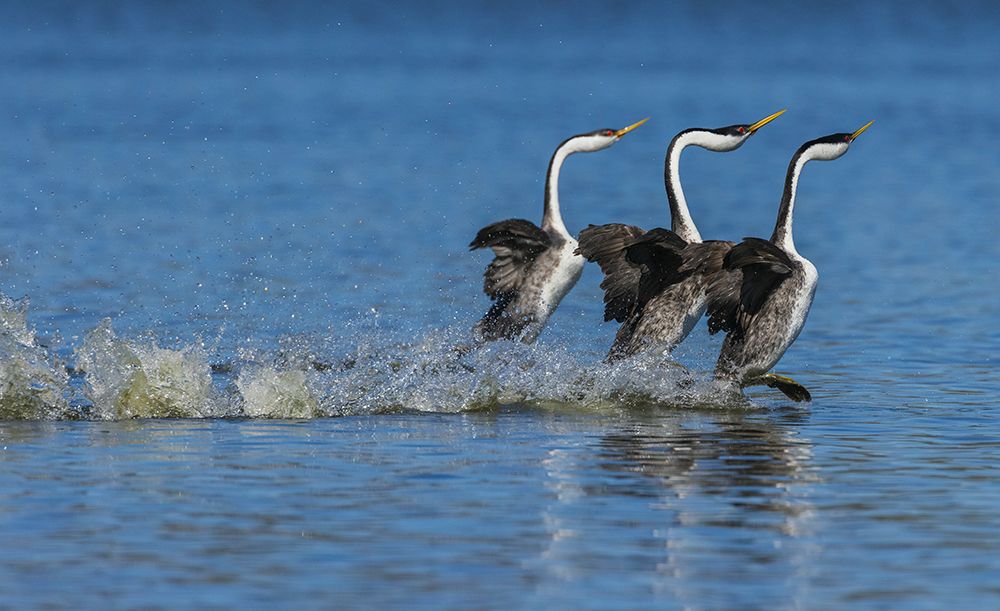Western grebes rushing display art print by Ken Archer for $57.95 CAD