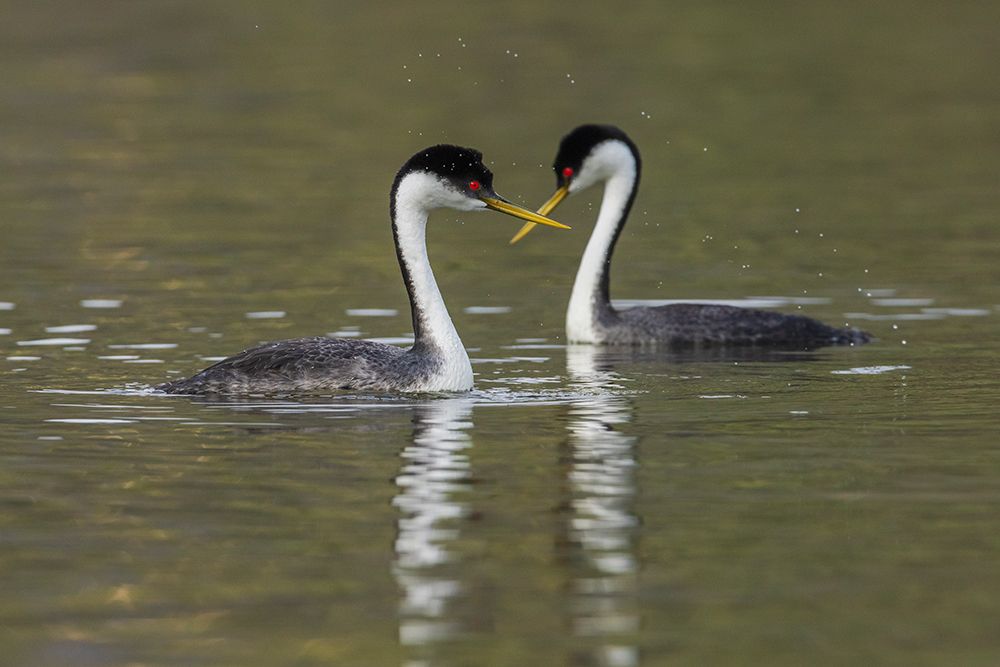 Western grebes-courting art print by Ken Archer for $57.95 CAD