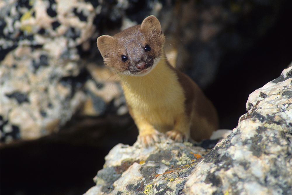 Short-tailed weasel art print by Ken Archer for $57.95 CAD