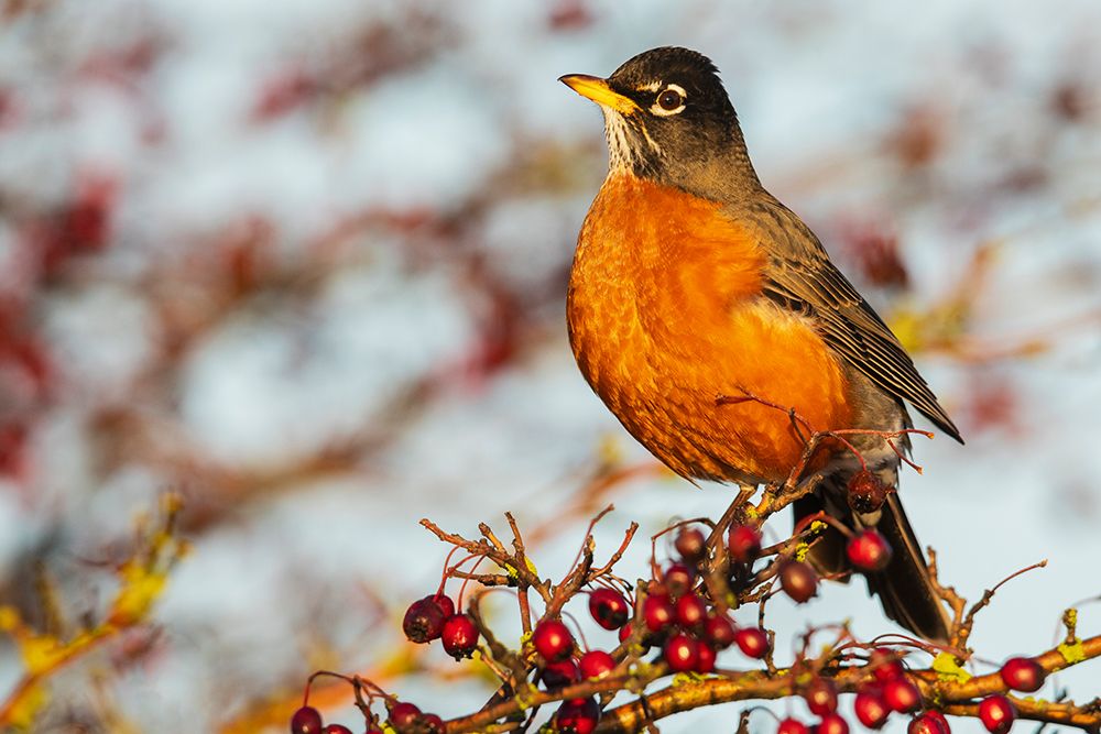 Canada-British Columbia-Boundary Bay-American robin-winter berry feast art print by Ken Archer for $57.95 CAD