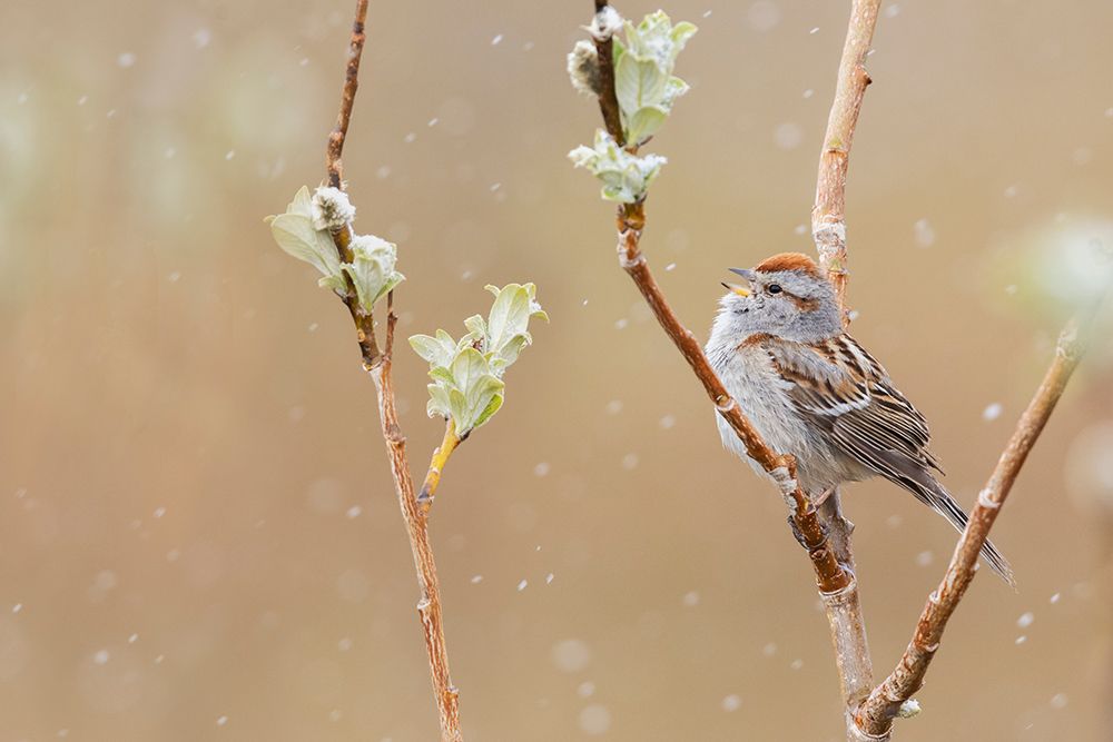 American tree sparrow-Alaskan spring art print by Ken Archer for $57.95 CAD