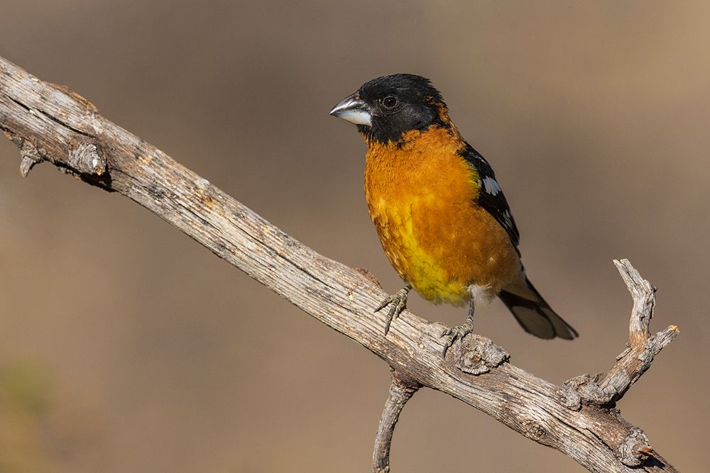 Black-headed grosbeak art print by Ken Archer for $57.95 CAD