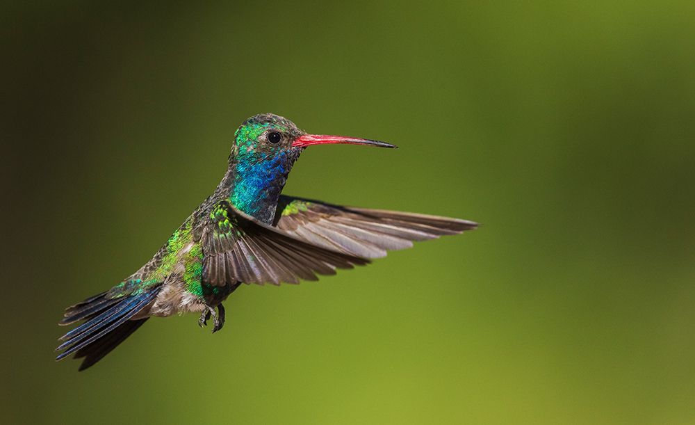 Broad-billed hummingbird art print by Ken Archer for $57.95 CAD