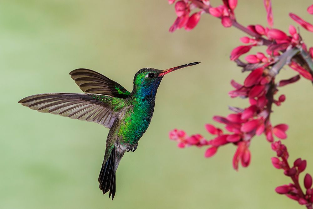 Broad-billed hummingbird flying-USA-Arizona art print by Ken Archer for $57.95 CAD