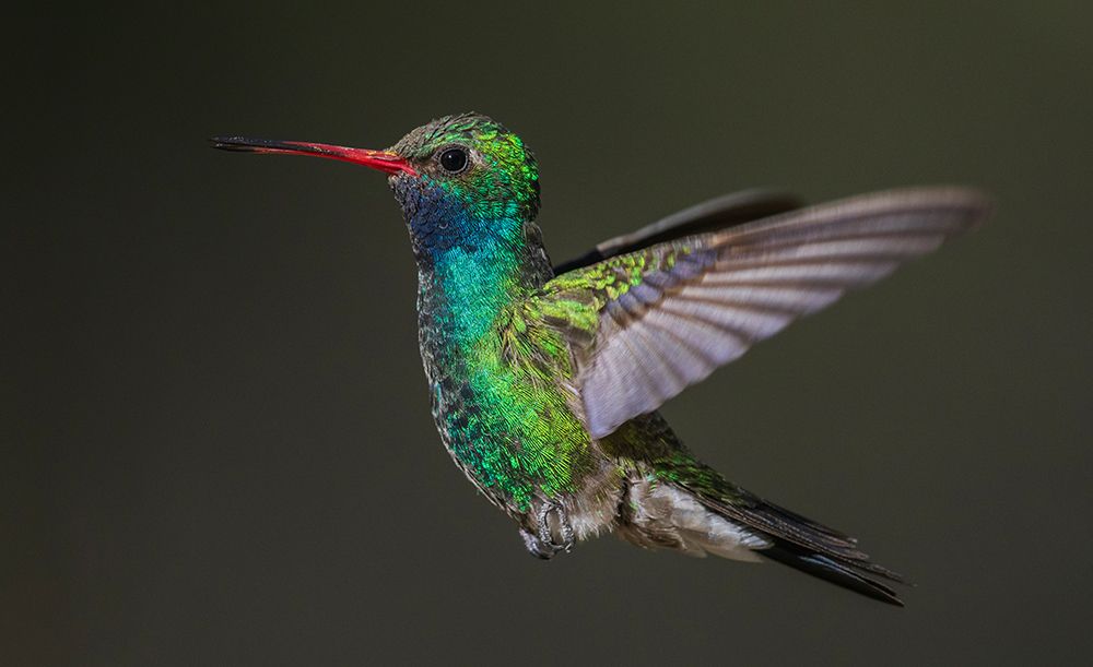 Broad-billed hummingbird flying-USA-Arizona art print by Ken Archer for $57.95 CAD