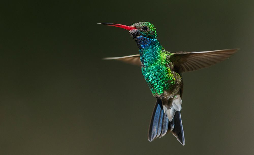 Broad-billed hummingbird flying-USA-Arizona art print by Ken Archer for $57.95 CAD