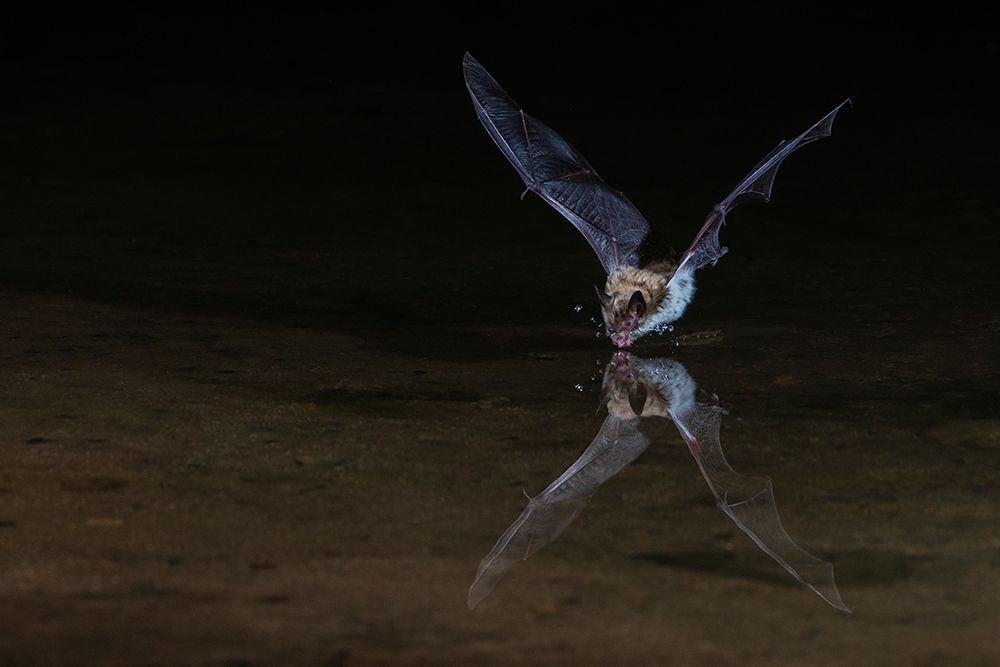 Long-eared myotis bat drinking on the fly-USA Arizona art print by Ken Archer for $57.95 CAD