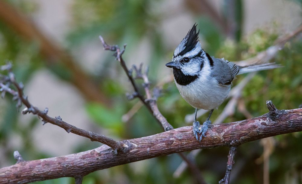 Bridled titmouse art print by Ken Archer for $57.95 CAD