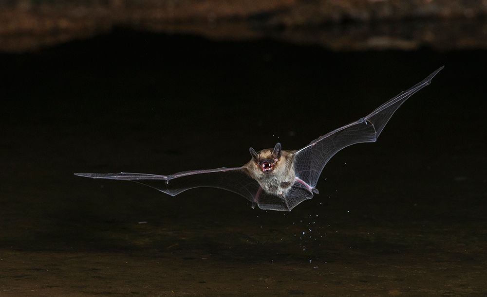 Long-eared myotis bat drinking on the fly-USA Arizona art print by Ken Archer for $57.95 CAD