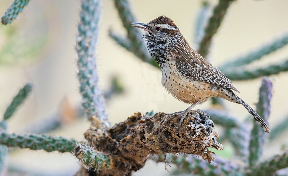 Cactus wren singing-USA-Arizona art print by Ken Archer for $57.95 CAD
