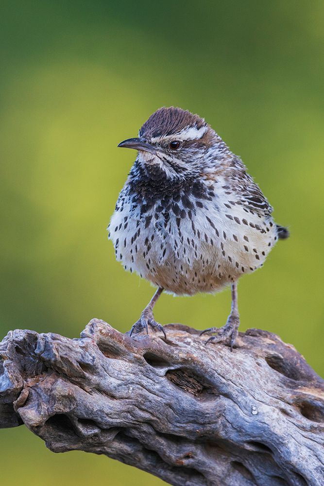 Cactus wren portrait on cactus skeleton-USA-Arizona art print by Ken Archer for $57.95 CAD