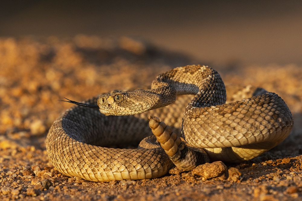 Diamond-backed rattlesnake sounding a warning-USA-Arizona art print by Ken Archer for $57.95 CAD