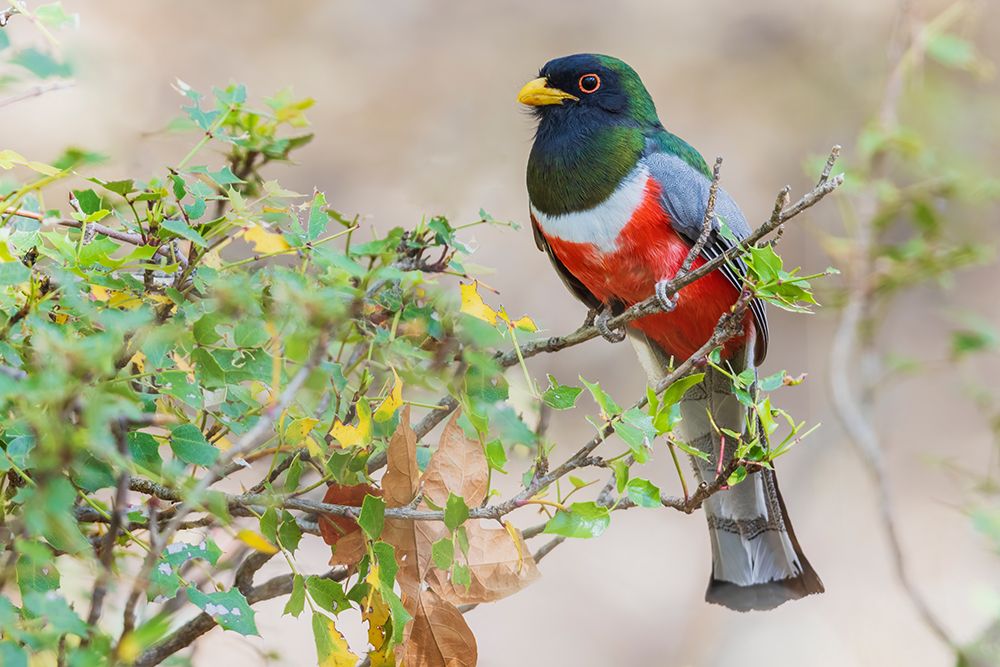 Elegant trogon searching for a meal-USA-Arizona art print by Ken Archer for $57.95 CAD