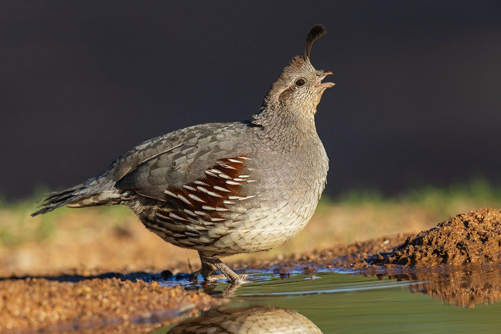 Gambels quail drinking-USA-Arizona art print by Ken Archer for $57.95 CAD