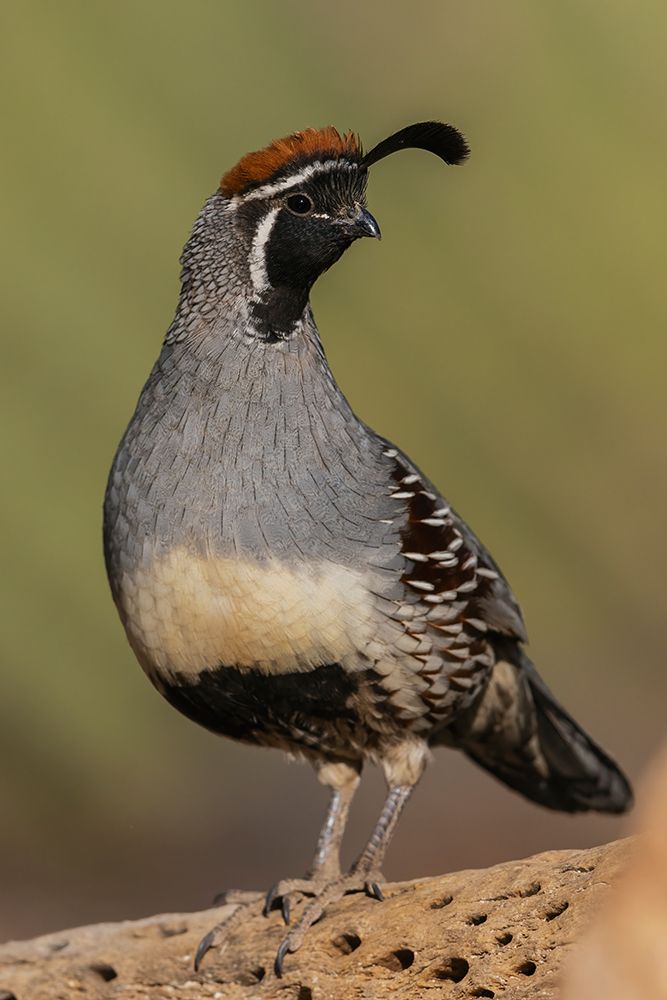 Gambels quail portrait of a male on cactus skeleton-USA-Arizona art print by Ken Archer for $57.95 CAD