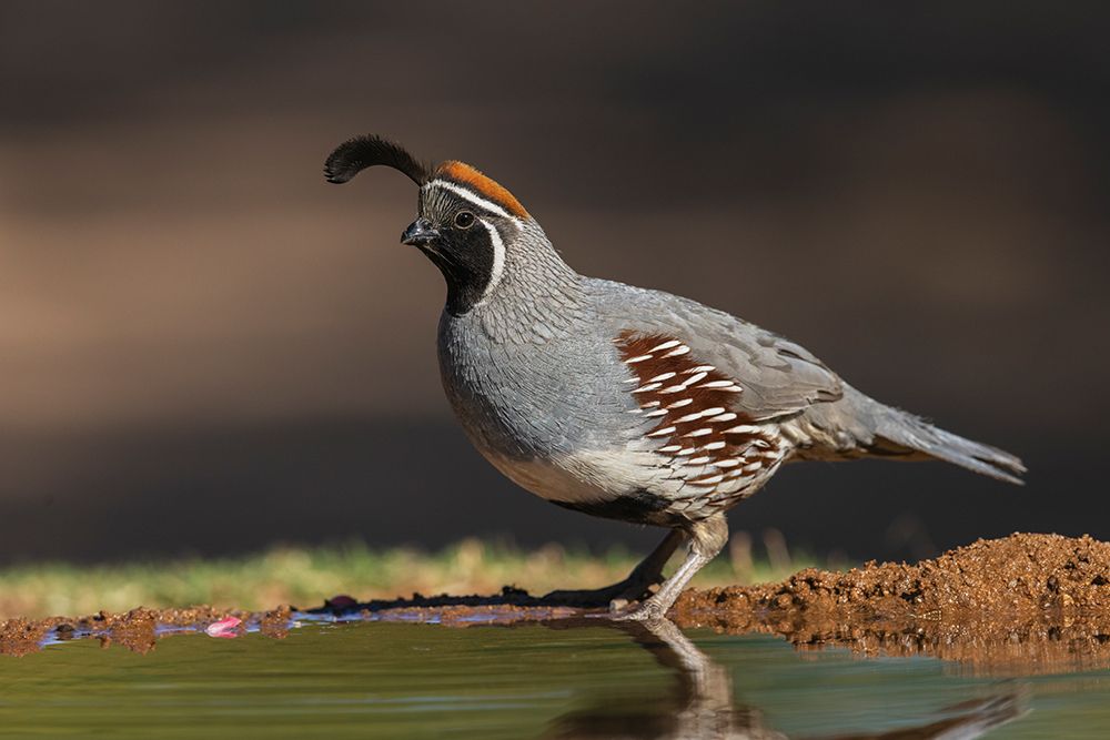 Gambels quail drinking-USA-Arizona art print by Ken Archer for $57.95 CAD