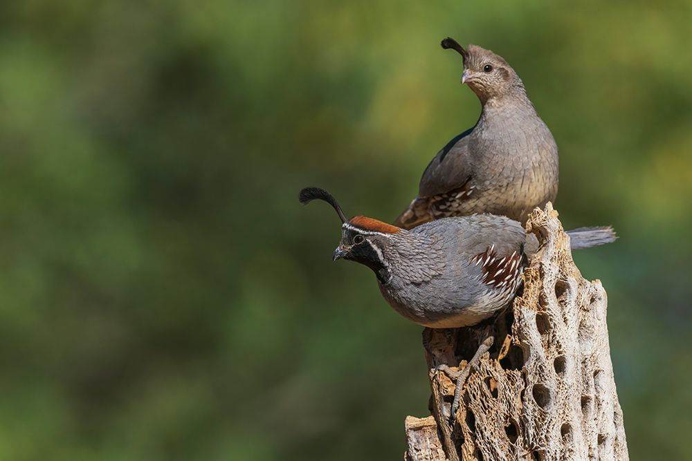 Gambels quail pair perched atop cactus skeleton-USA-Arizona art print by Ken Archer for $57.95 CAD