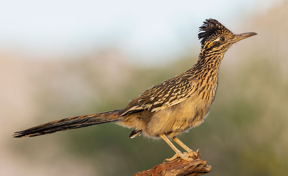 Greater roadrunner art print by Ken Archer for $57.95 CAD
