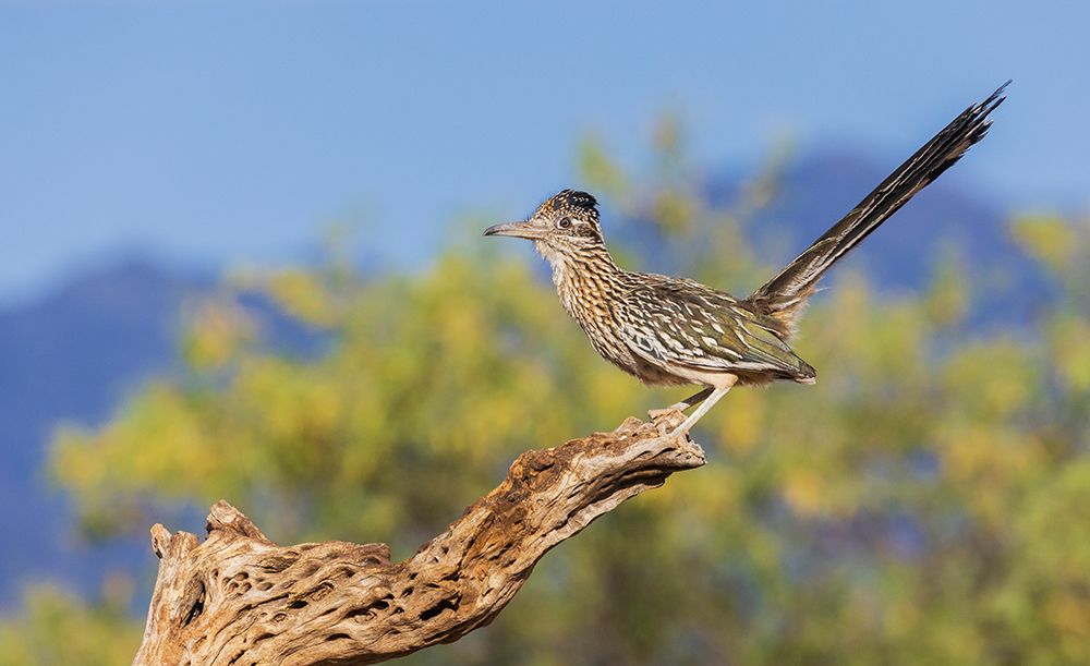 Greater roadrunner-a brief moment on a cactus skeleton-USA-Arizona art print by Ken Archer for $57.95 CAD