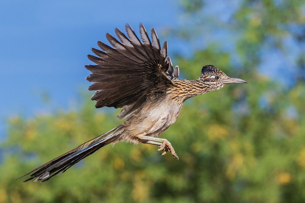 Greater roadrunner short flight-USA-Arizona art print by Ken Archer for $57.95 CAD