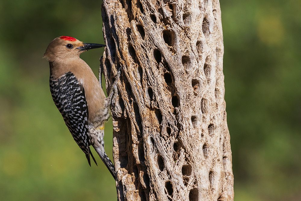 Gila woodpecker foraging on cactus skeleton-USA-Arizona art print by Ken Archer for $57.95 CAD