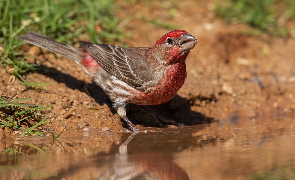 House finch drinking art print by Ken Archer for $57.95 CAD