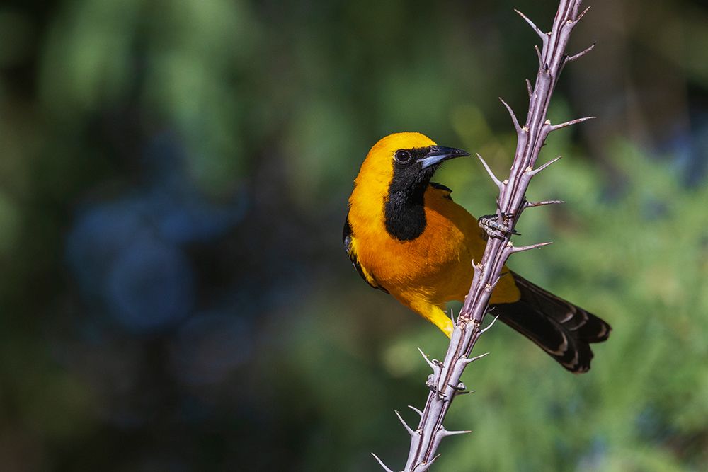 Hooded oriole perched on cactus stem-USA Arizona art print by Ken Archer for $57.95 CAD