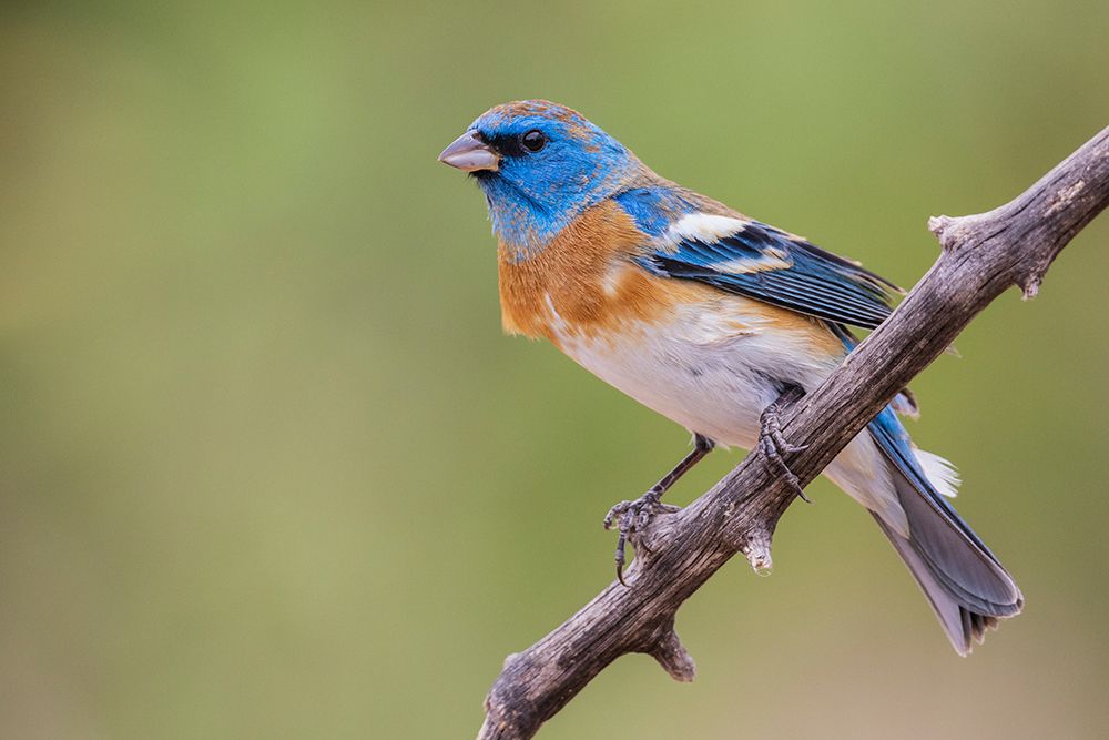 Lazuli bunting male with molting plumage-USA-Arizona art print by Ken Archer for $57.95 CAD