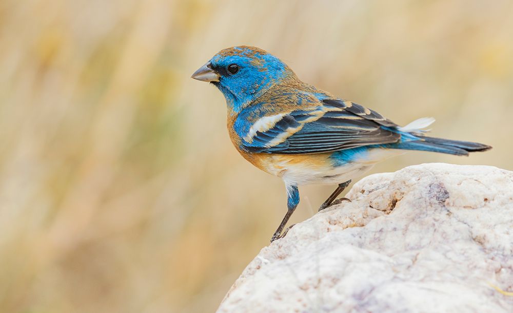 Lazuli bunting male with molting plumage-USA-Arizona art print by Ken Archer for $57.95 CAD