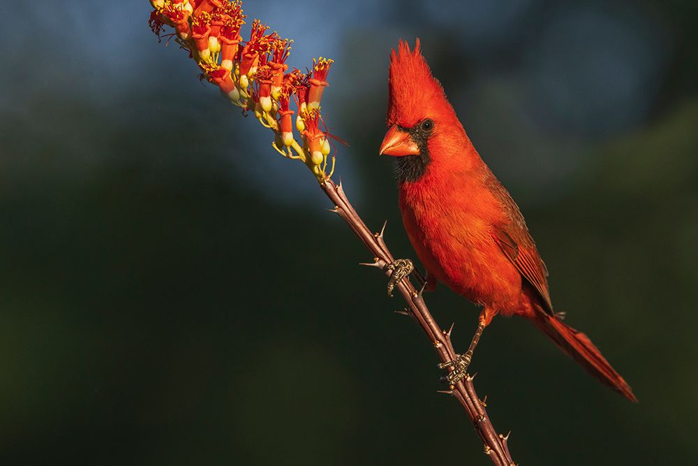 Northern cardinal desert blooms of the southwest-USA-Arizona art print by Ken Archer for $57.95 CAD