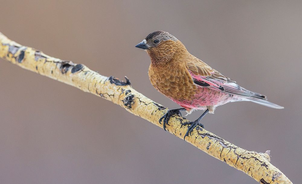 USA-Colorado-brown-capped rosy finch perching on winter aspen branch art print by Ken Archer for $57.95 CAD