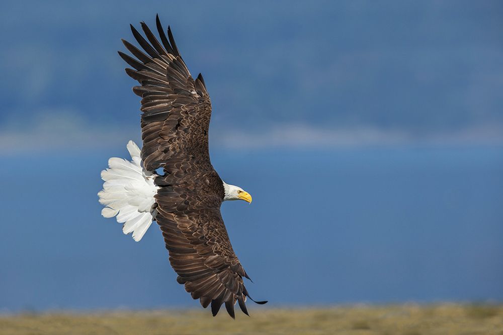 USA-Washington State Hood Canal-Salish Sea-bald eagle flyby art print by Ken Archer for $57.95 CAD