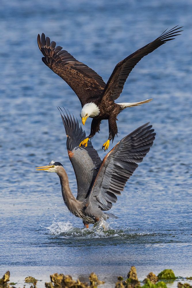 USA-Washington State Hood Canal-Salish Sea-bald eagle harassing great blue heron art print by Ken Archer for $57.95 CAD