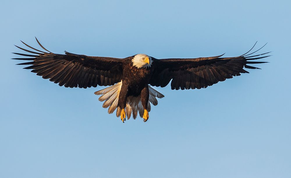USA-Washington State Hood Canal-Salish Sea-bald eagle alighting art print by Ken Archer for $57.95 CAD